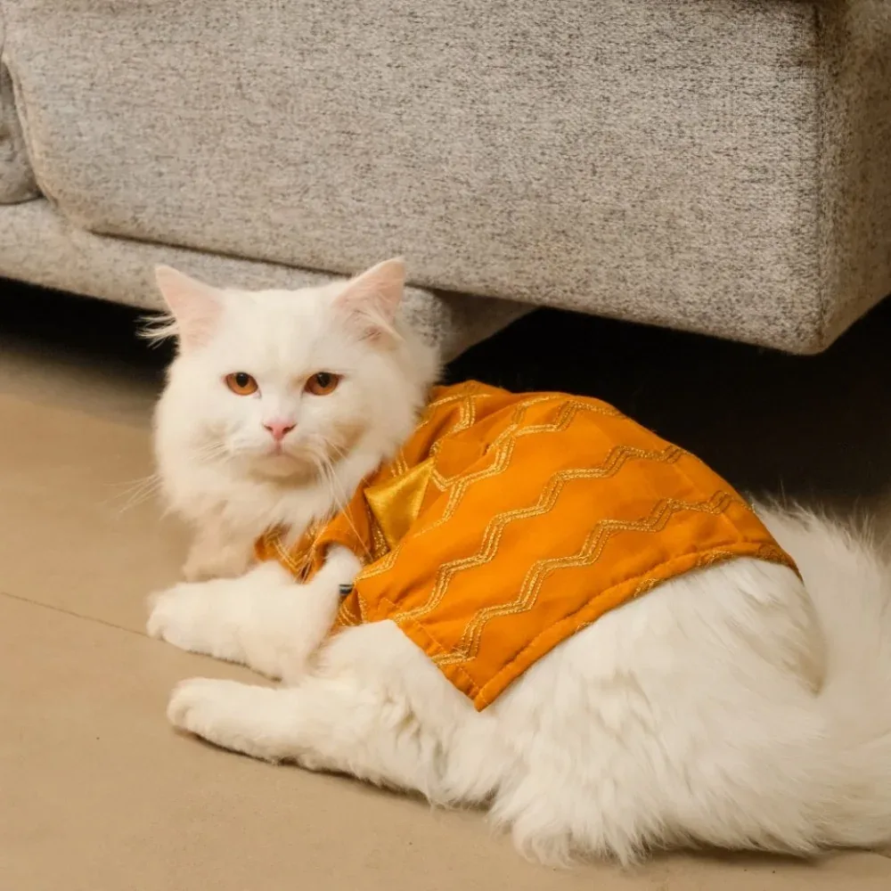 15 Furries Jashn Mustard Sherwani for Cats (Yellow/Gold) - Image 2