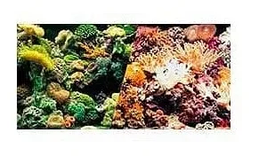 18" High Marine Reef / Corals Aquarium Background