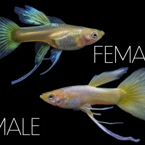 24K Gold Ribbon Guppy (Poecilia reticulata), BREDBY: Aquatic Arts