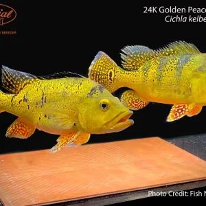24k Golden Peacock Bass (Cichla kelberi)