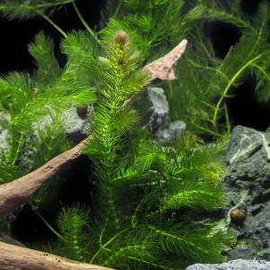 3 PLANT COMBO - Beginner Aquarium Plants: Hornwort, Duckweed, and Java Moss
