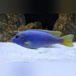 Acei Cichlid
