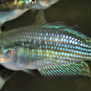 Adelaide River Rainbowfish (Melanotaenia splendida inornata)