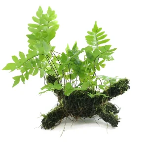 Adiantum Philippense with Vesicularia Dubyana (Java Moss) on Wood