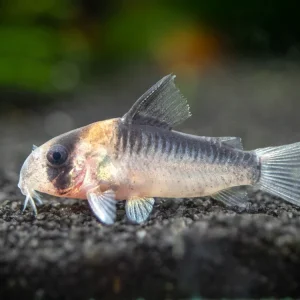 Adolfo's AKA Orange Burst Cory Catfish (Corydoras adolfoi), TANK-BRED!!!