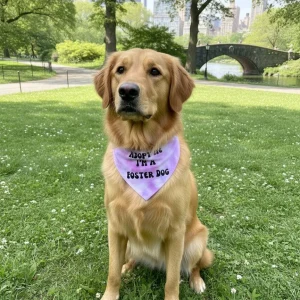 Adopt Me I'm A Foster Tie Dye Dog Bandana New Arrival
