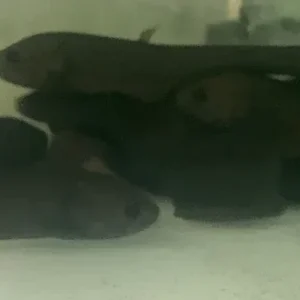 Afer Knifefish