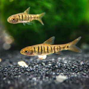 African Banded Barb (Barbus fasciolatus) - Tank-Bred