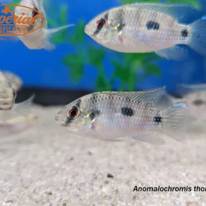African Butterfly Cichlid (Anomalochromis thomasi)