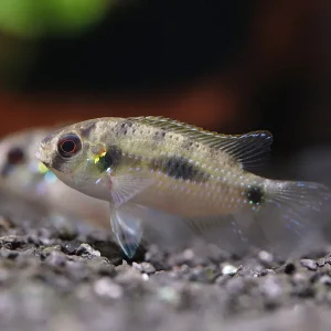 African Butterfly Cichlid (Anomalochromis thomasi) – Tank Bred