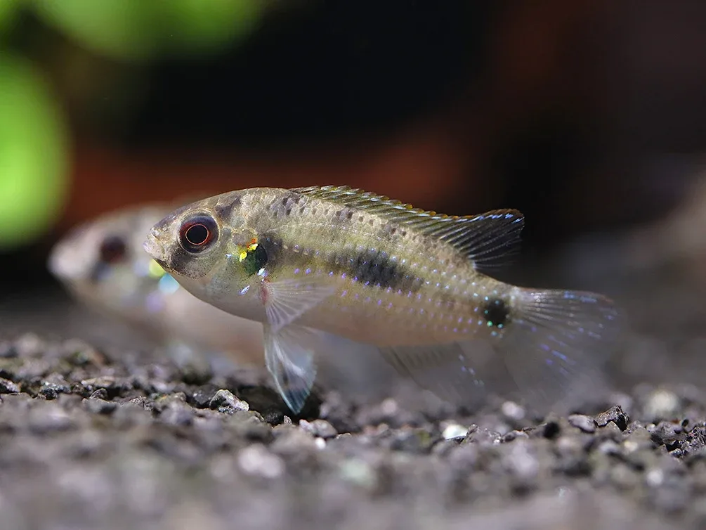 African Butterfly Cichlid (Anomalochromis thomasi) – Tank Bred