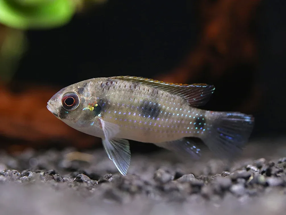 African Butterfly Cichlid (Anomalochromis thomasi) – Tank Bred - Image 2
