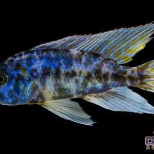 African - Compressiceps OB Male XL