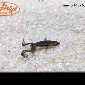 African Dwarf Frog (Hymenochirus boettgeri)