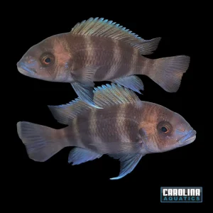 African - Frontosa Burundi 2-2.5in.