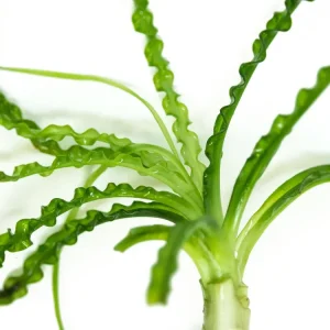 African Onion Plant (Crinum calamistratum), Plant with Bulb