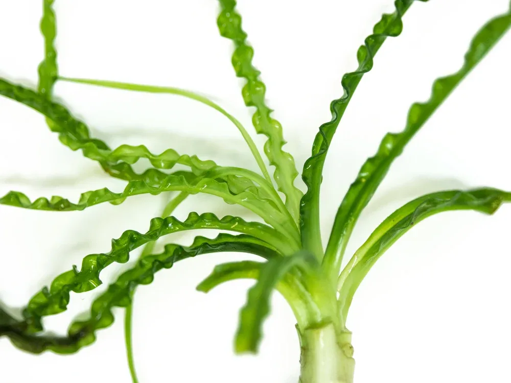 African Onion Plant (Crinum calamistratum), Plant with Bulb