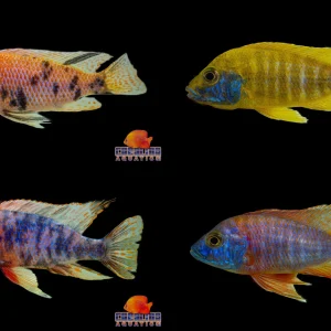 African - Peacock Asst Male Lg Imported