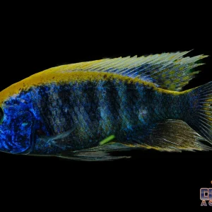 African - Peacock Sulphur Crest Male XL