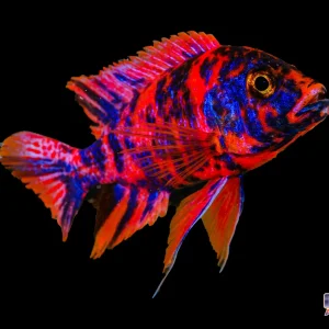 African - Peacock Super Red O.B. Male XL