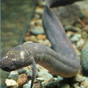 African Spotted Lungfish