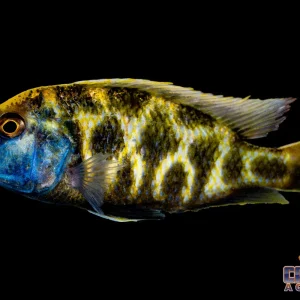 African - Venustus Med