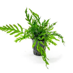 African Water Fern (Bolbitis heudelotii) Bare Root