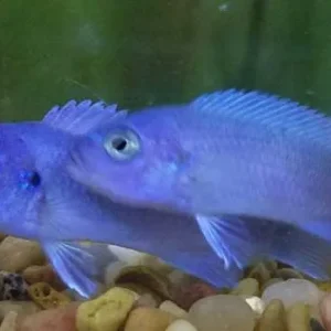 African - Zebra Cobalt Blue