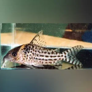 Agassizi Cory