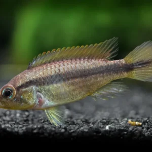 Agassizi's Dwarf Cichlid (Apistogramma cf. agassizii) - Tank-Bred!