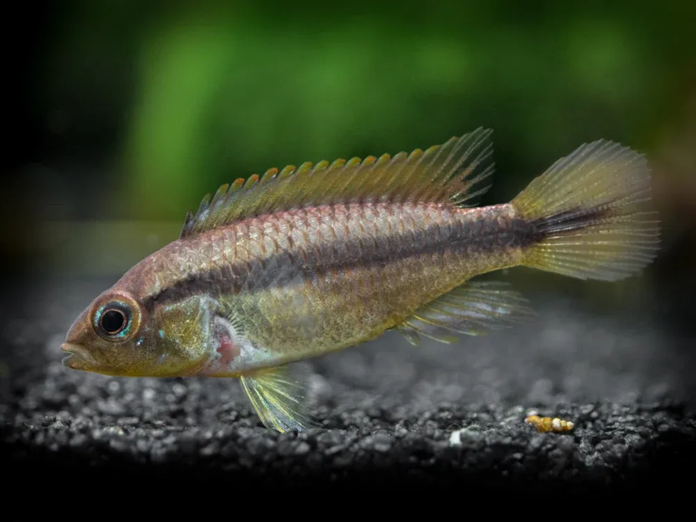 Agassizi's Dwarf Cichlid (Apistogramma cf. agassizii) - Tank-Bred!