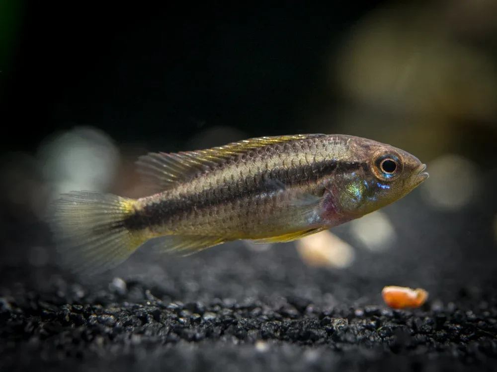 Agassizi's Dwarf Cichlid (Apistogramma cf. agassizii) - Tank-Bred! - Image 2