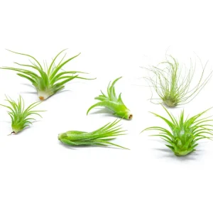 Air Plant Variety Pack - 2 to 5 Inch (Smaller Pack)