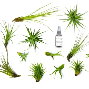 Air Plant Variety Pack - Bulk Assorted Species of Live Tillandsia with Fertilizer Bottle