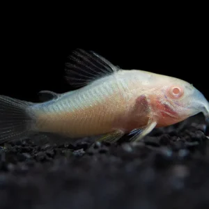 Albino Aeneus Cory Catfish (Corydoras aeneus), Tank-Bred