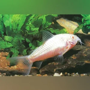 Albino Aeneus Cory