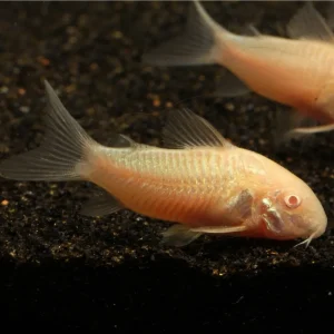 Albino Aeneus Osteogaster (Osteogaster aeneus)