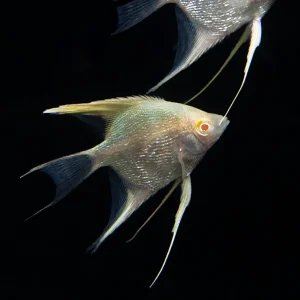 Albino Angelfish (Pterophyllum scalare), Tank Bred