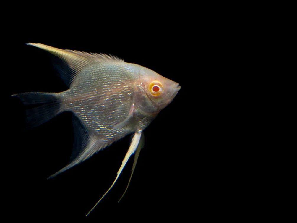 Albino Angelfish (Pterophyllum scalare), Tank Bred - Image 2