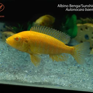 Albino Benga/Sunshine Peacock (Aulonocara baenschi)
