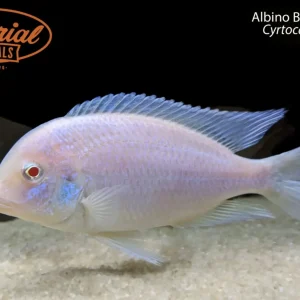 Albino Blue Dolphin (Cyrtocara moorii)