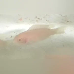 Albino Brichardi Cichlid