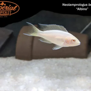 Albino Brichardi Cichlid (Neolamprologus brichardi)