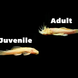 Albino Bristlenose Pleco (Ancistrus cf. cirrhosus "Albino") - Tank-Bred!