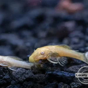 Albino Bristlenose Pleco (Ancistrus cf. cirrhosus) - Locally Bred!