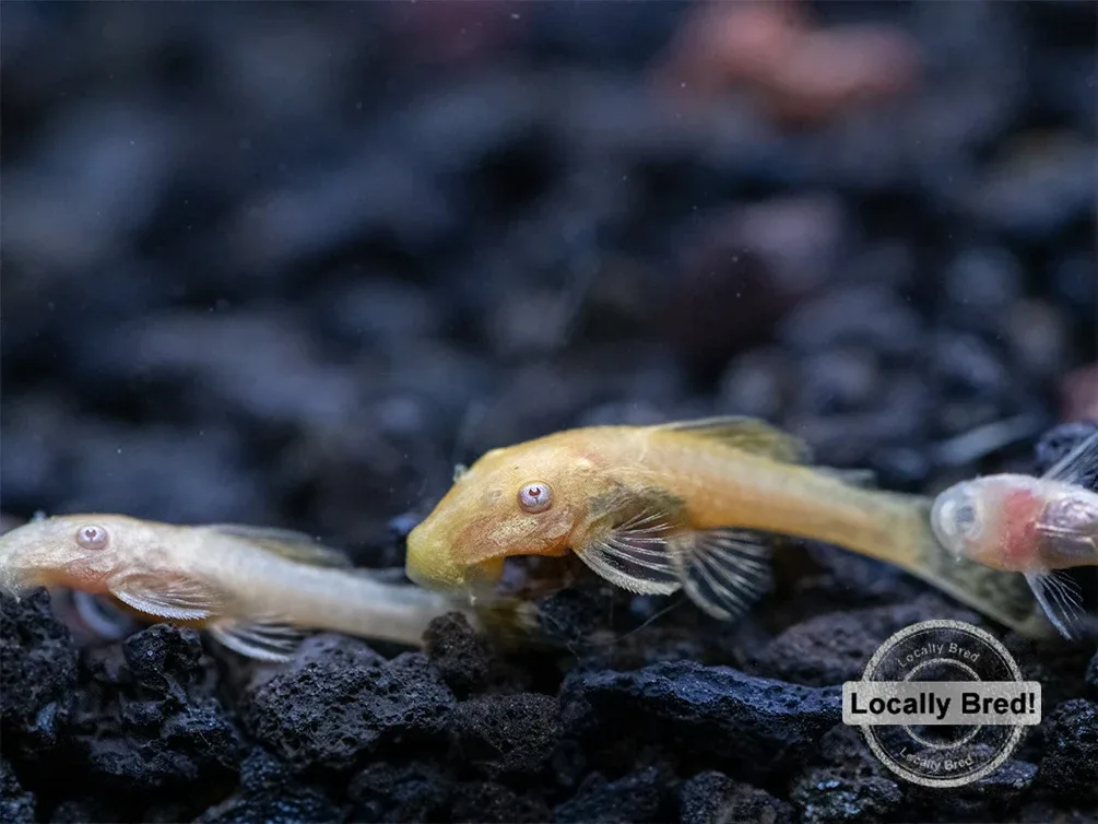 Albino Bristlenose Pleco (Ancistrus cf. cirrhosus) - Locally Bred!