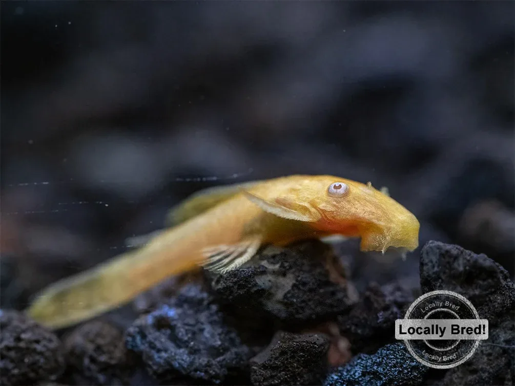 Albino Bristlenose Pleco (Ancistrus cf. cirrhosus) - Locally Bred! - Image 2