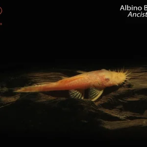 Albino Bushynose (Ancistrus sp.)
