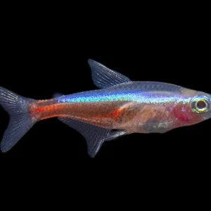 Albino Cardinal Tetra (Paracheirodon axelrodi), Tank-Bred