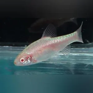 Albino Cherry Barb